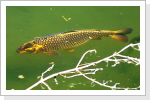 Grosser Döbel im Froschteich